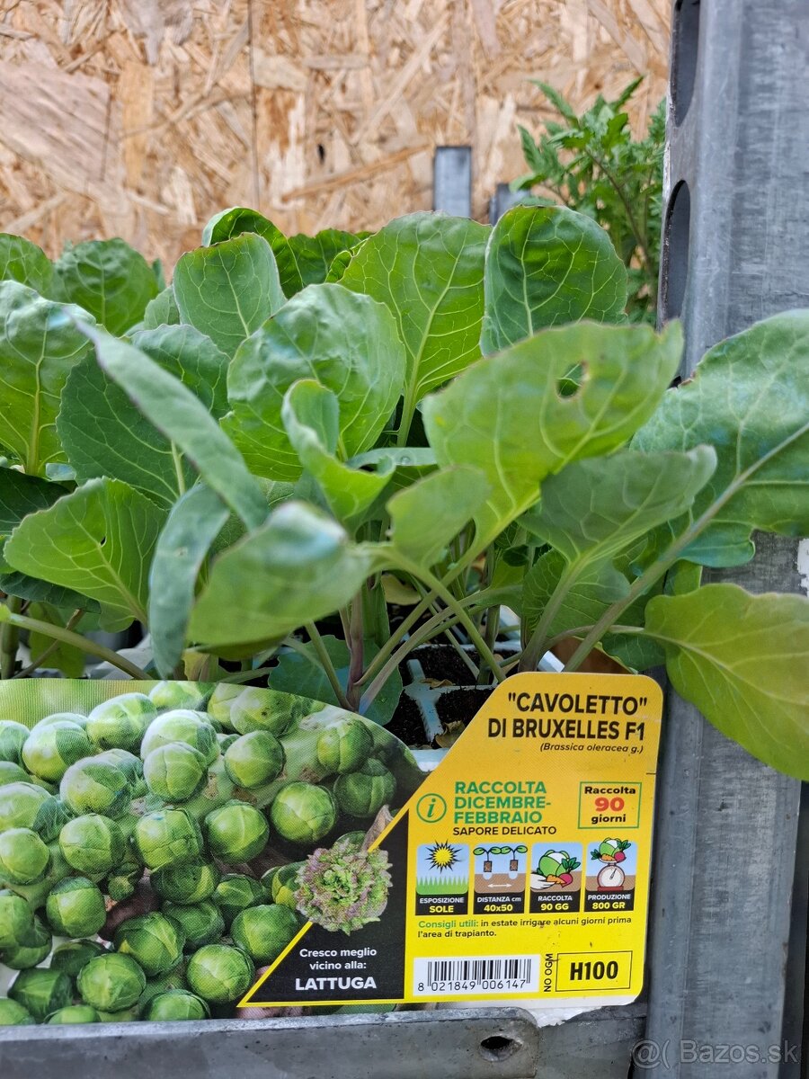 Planty - 2