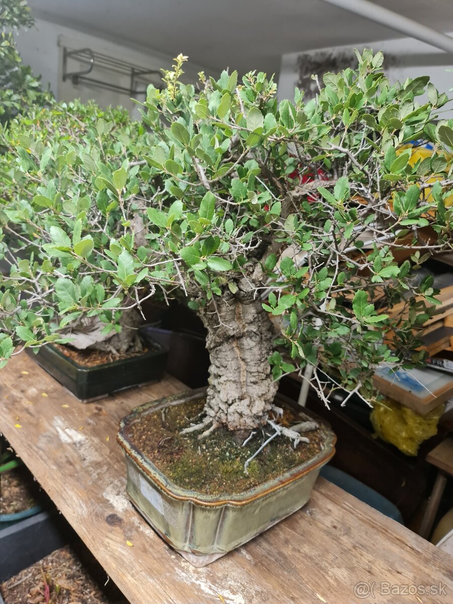 BONSAI Dub korkový Quercus suber 1 - 2