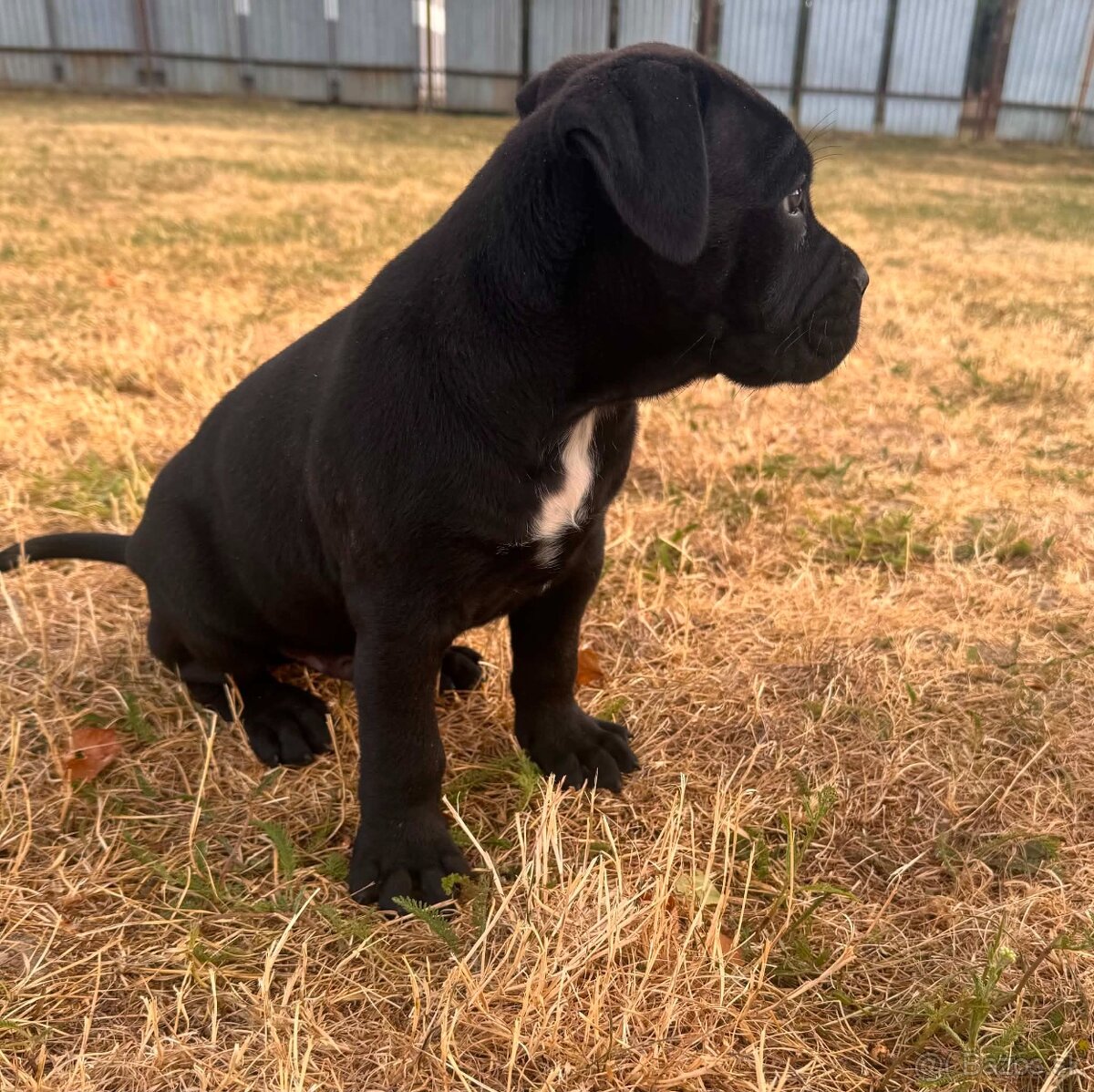 Cane corso - 2