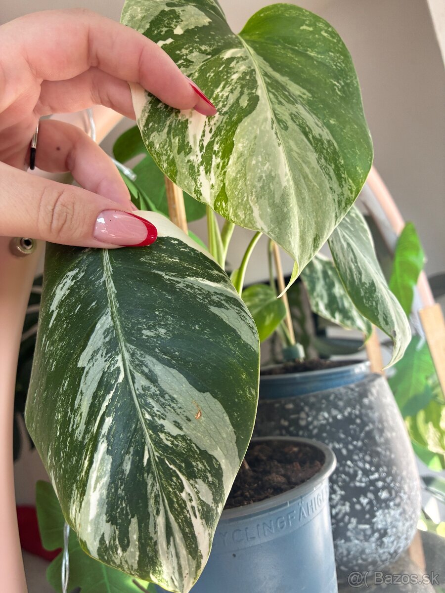 Monstera Albo Deliciosa - 2