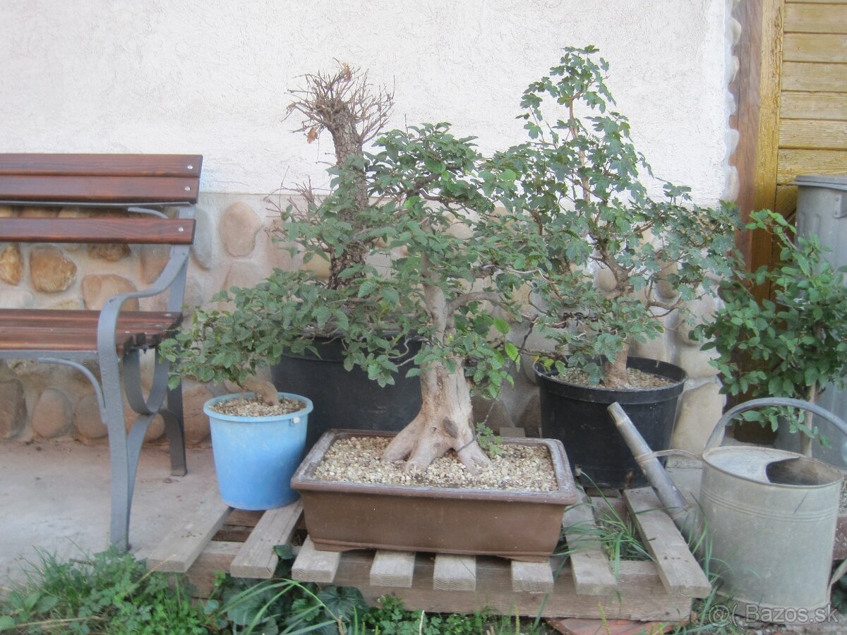 bonsai,bonsaj-JAVOR POLNÝ5 - 2