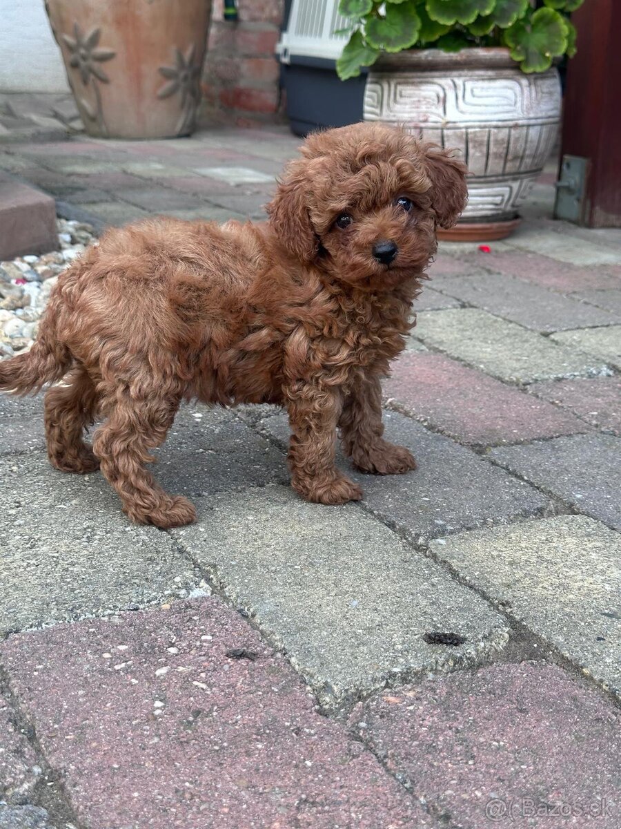 Toy Pudel - 2