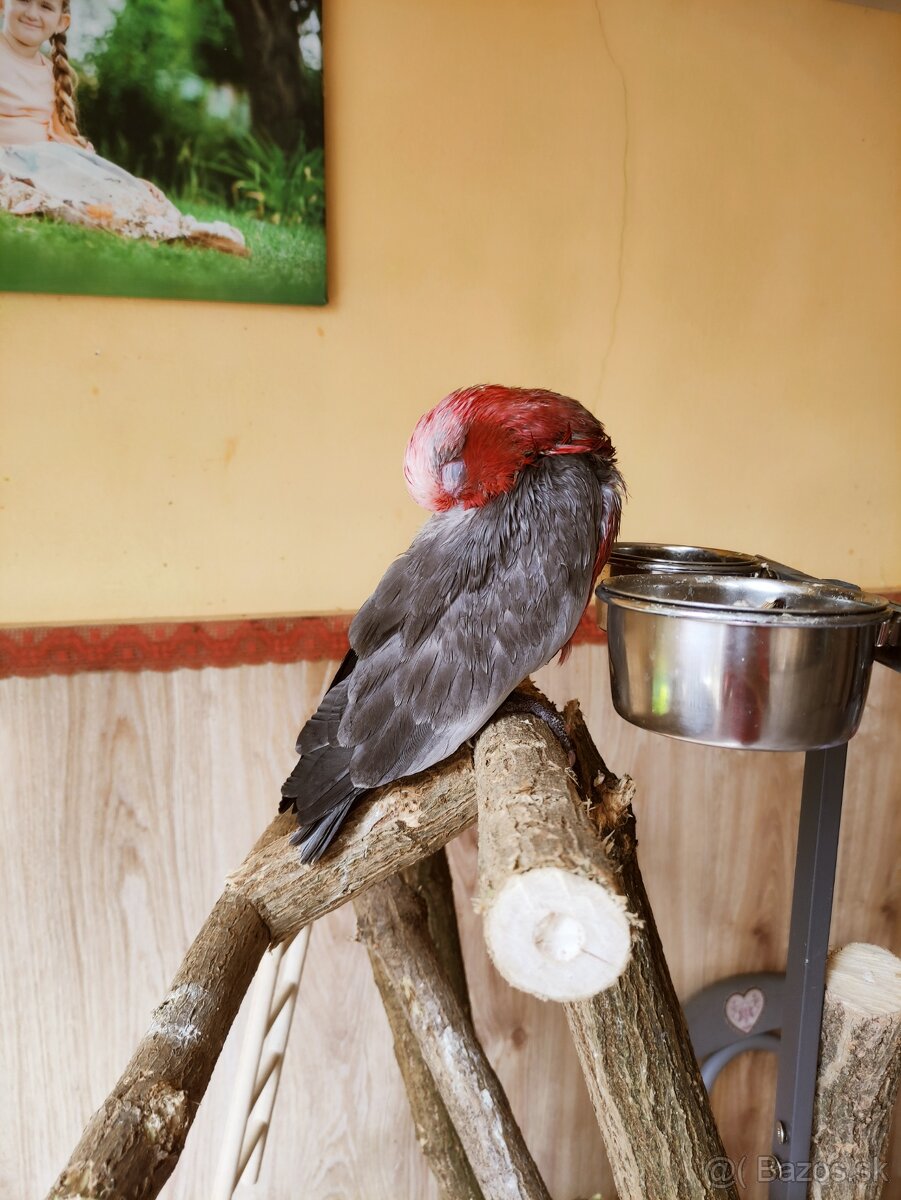 Predam kakadu ruzoveho - 2