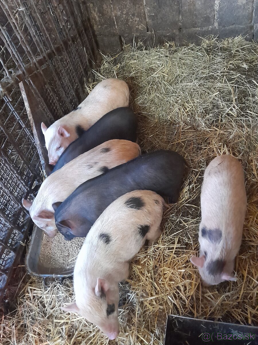 Vietnamske prasiatka - 2