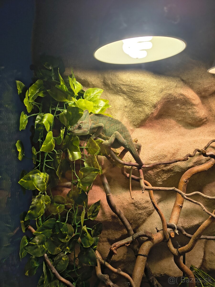 Chameleón jemensky plus terarium - 2