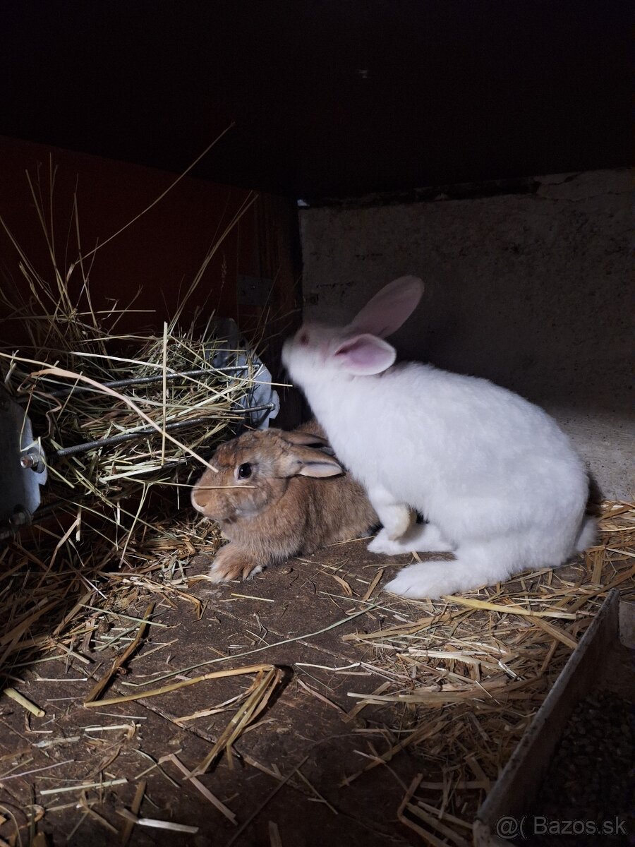 Predám králiky - 2