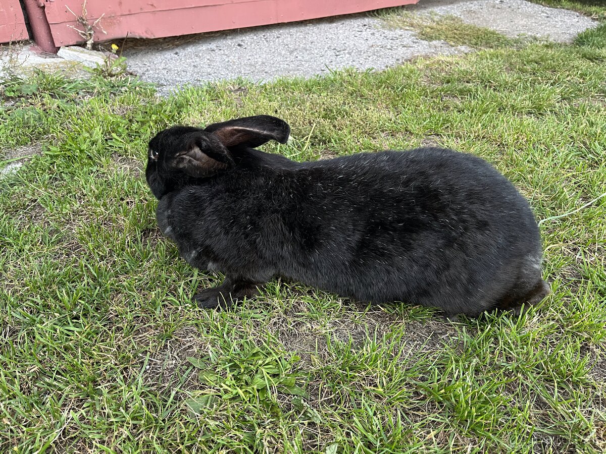 Nemecký obrovitý strakač - 2