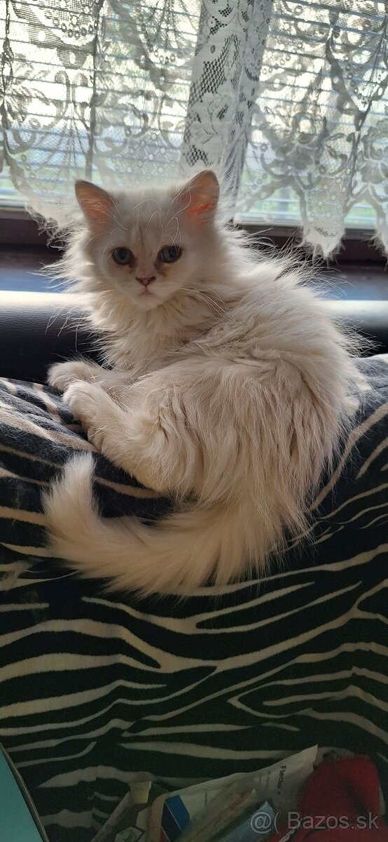 Perzske mačiatka - 2