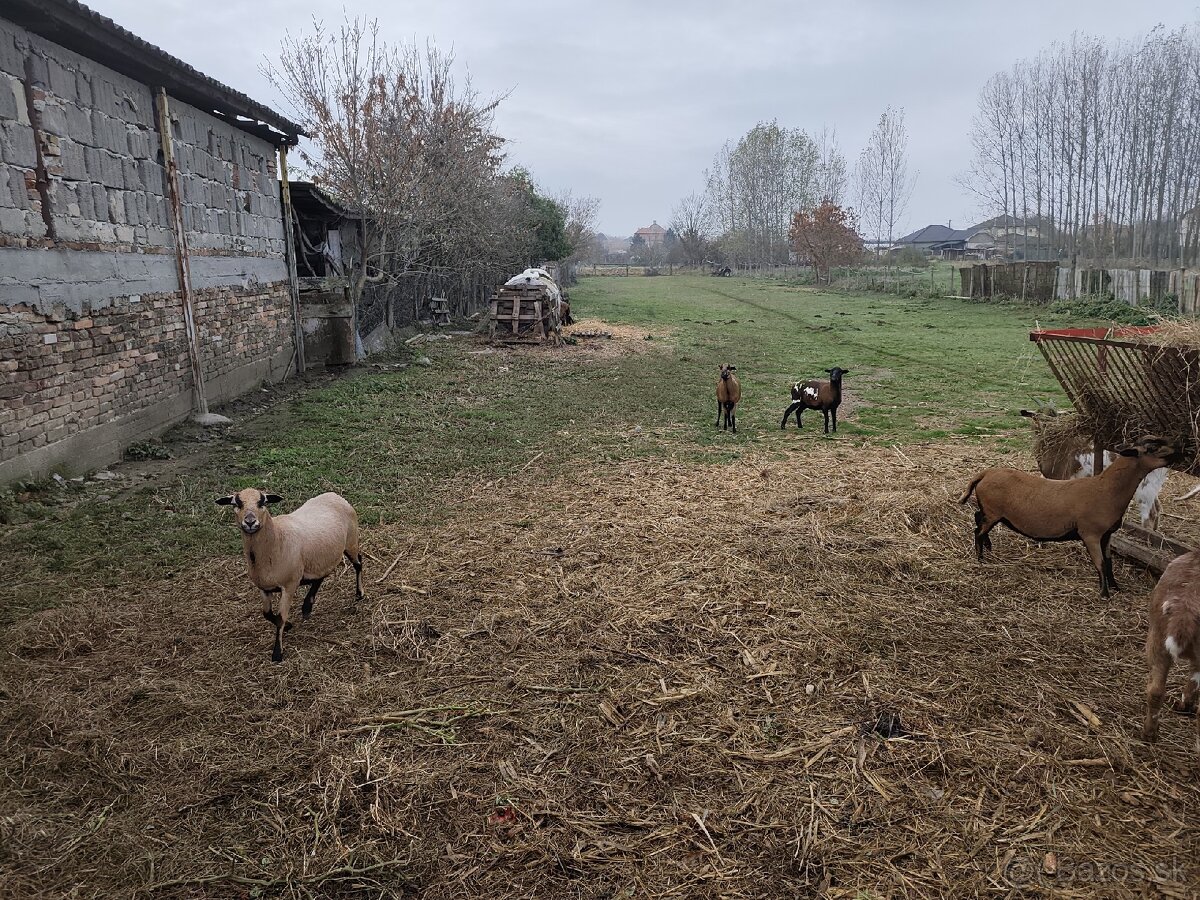 Gravidne kamerunske ovce - 2