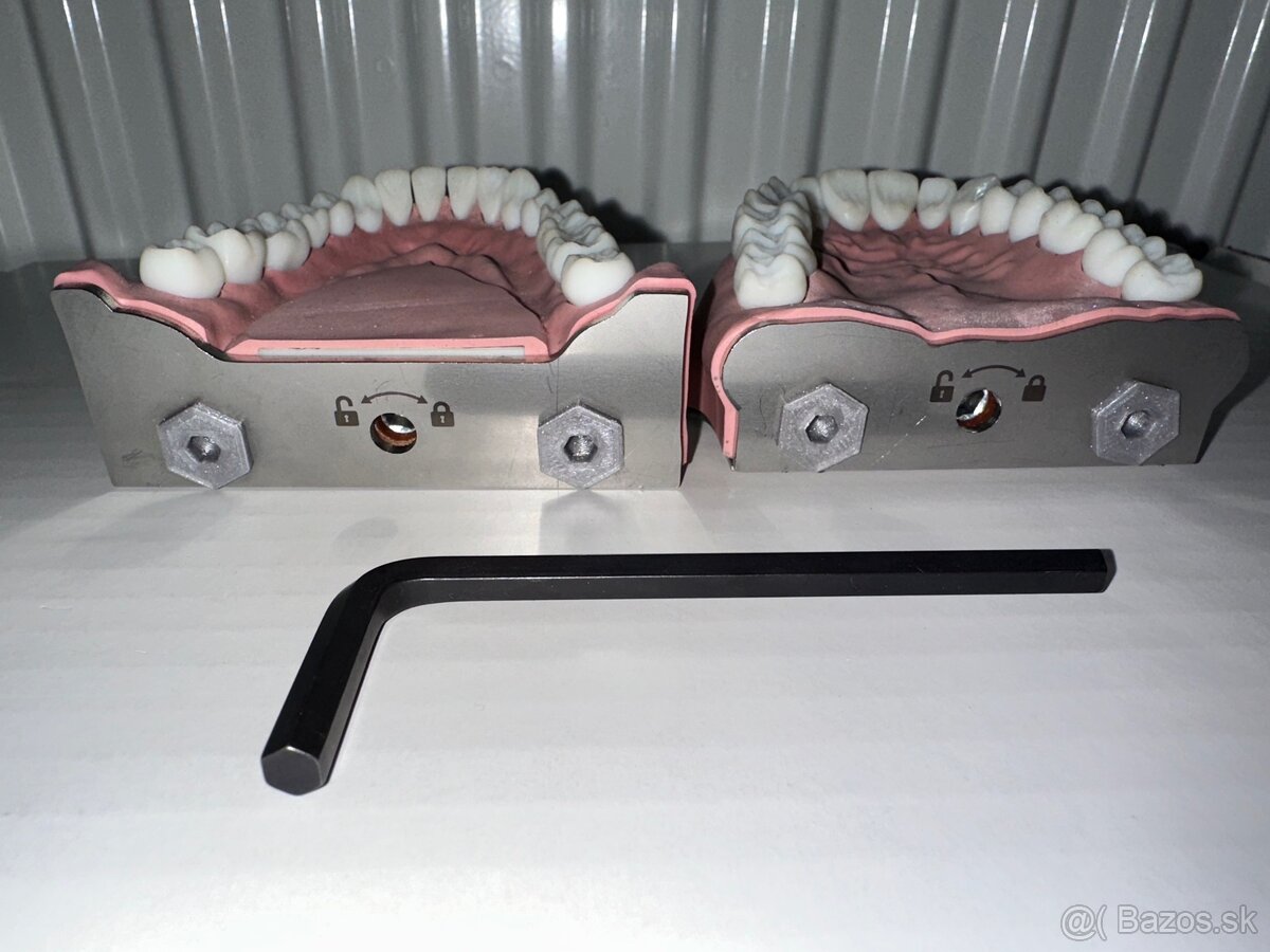 BioVoxel Typodont Čelusť - 2