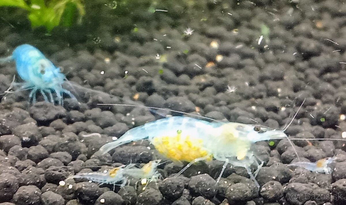 Krevetky Neocardina davidi Blue Jelly - 2