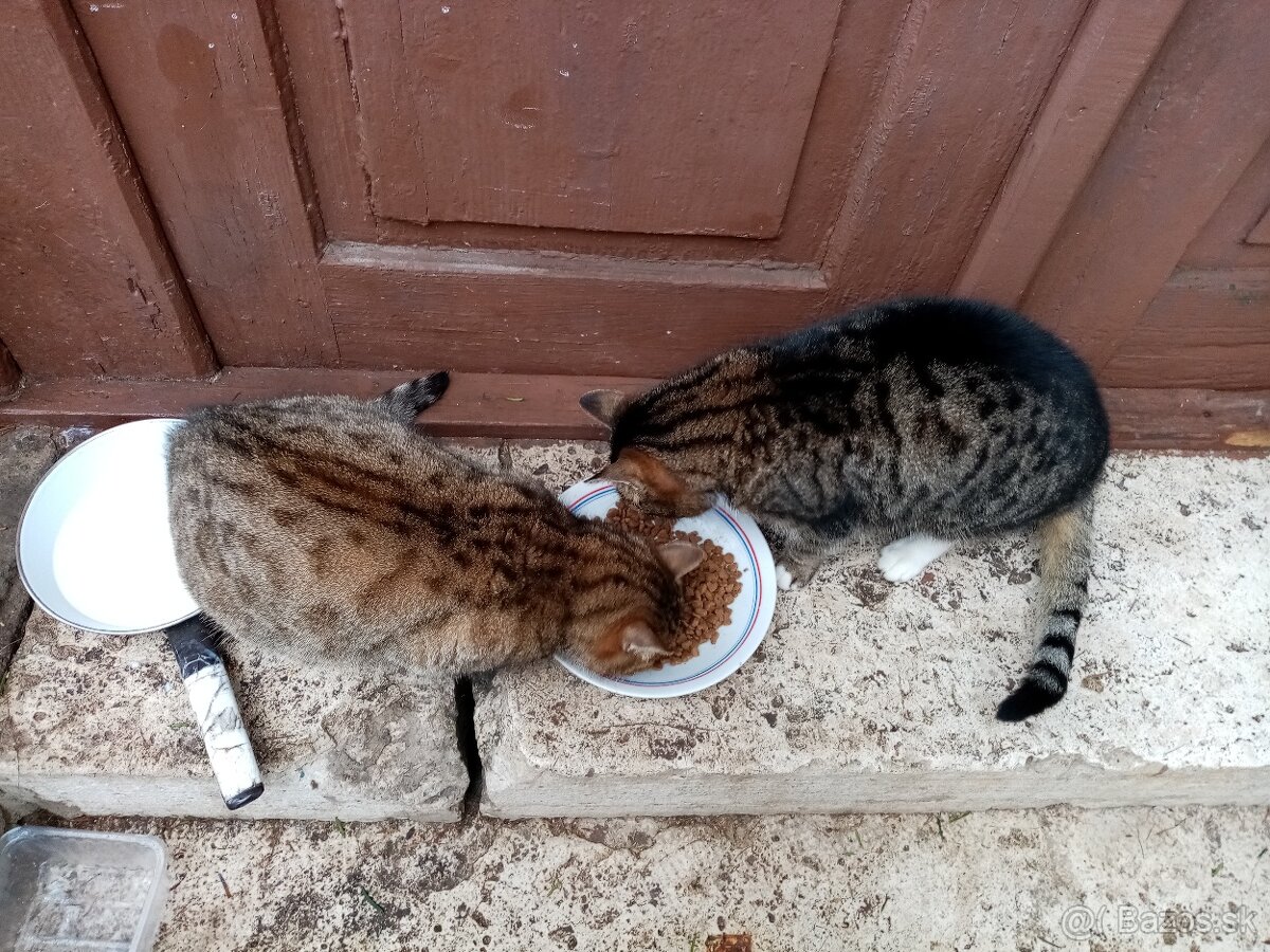 2x mačiatka - 2