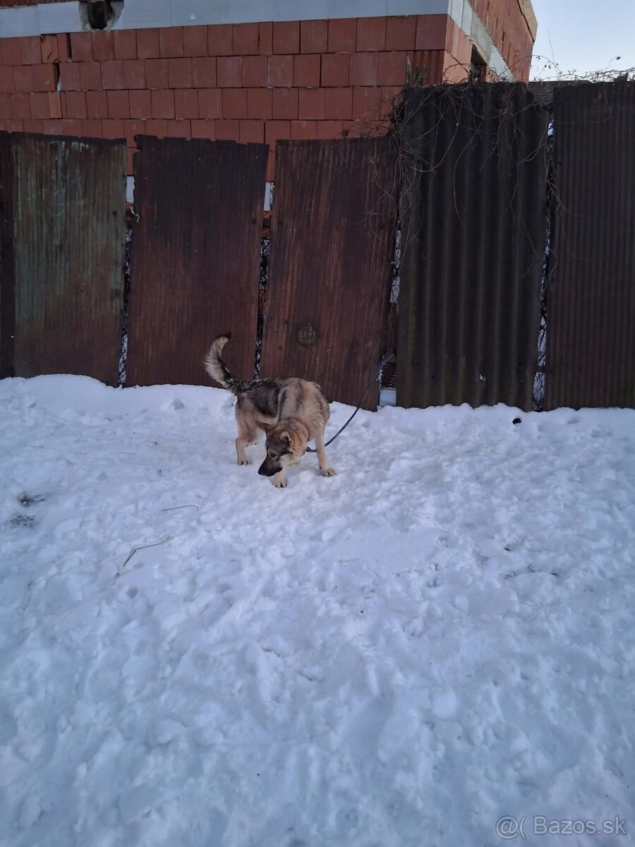 Predám česko slovenský vlčiak - 2