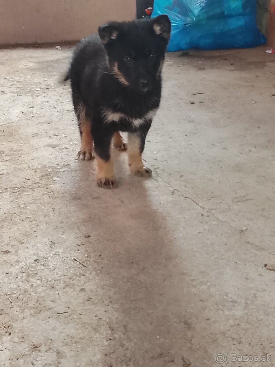 Predam steniatka - 2