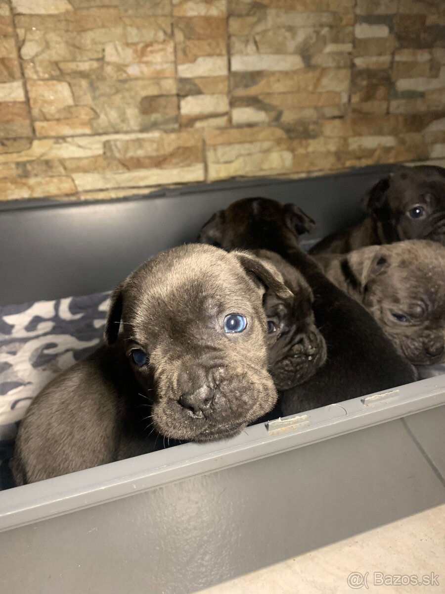 Francúzsky buldoček & Americký buldoček - 2