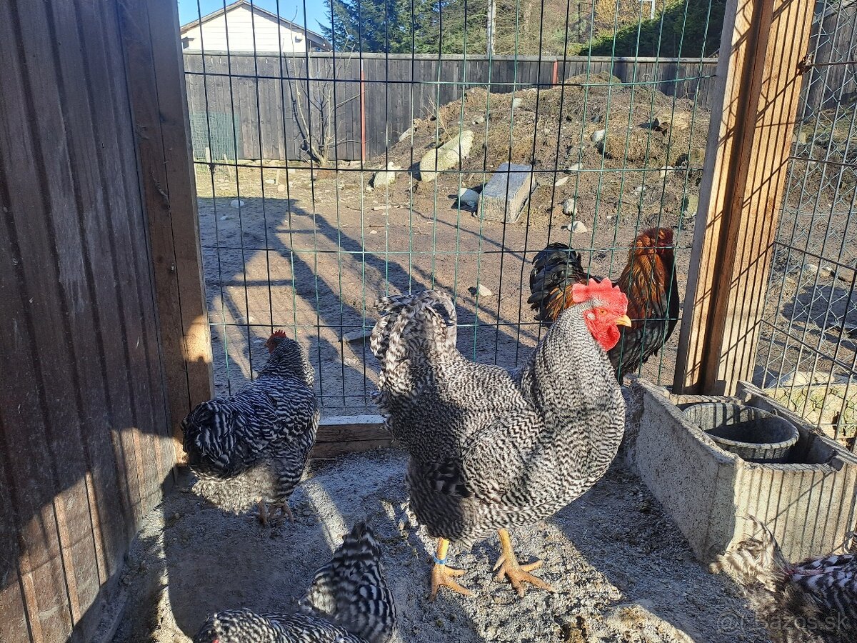 Amroks - násadové vajcia - 2