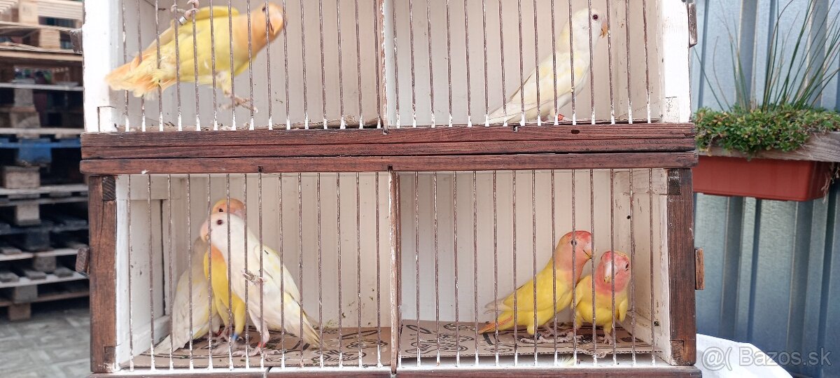 Agapornis ružovohrdlý - 2