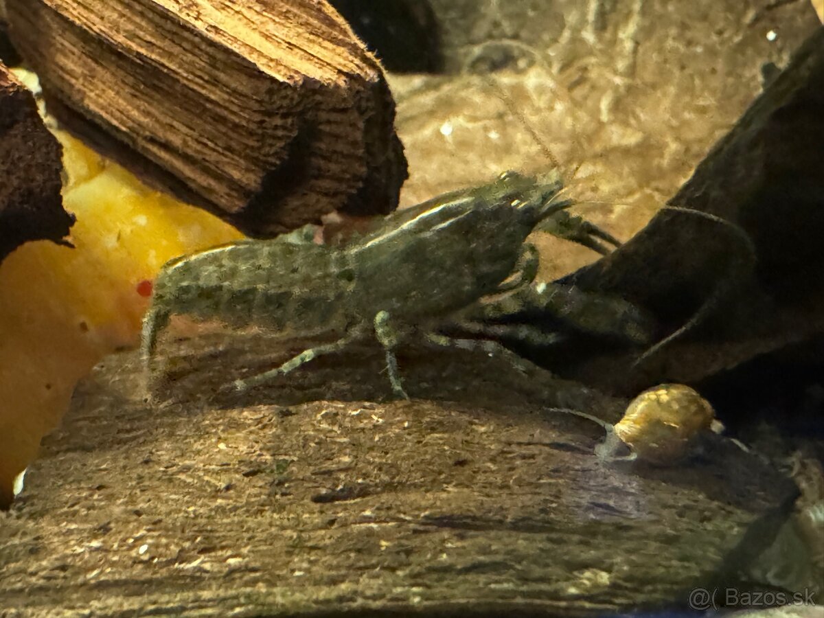 Predám mini ráčikov cambarellus demitus - 2