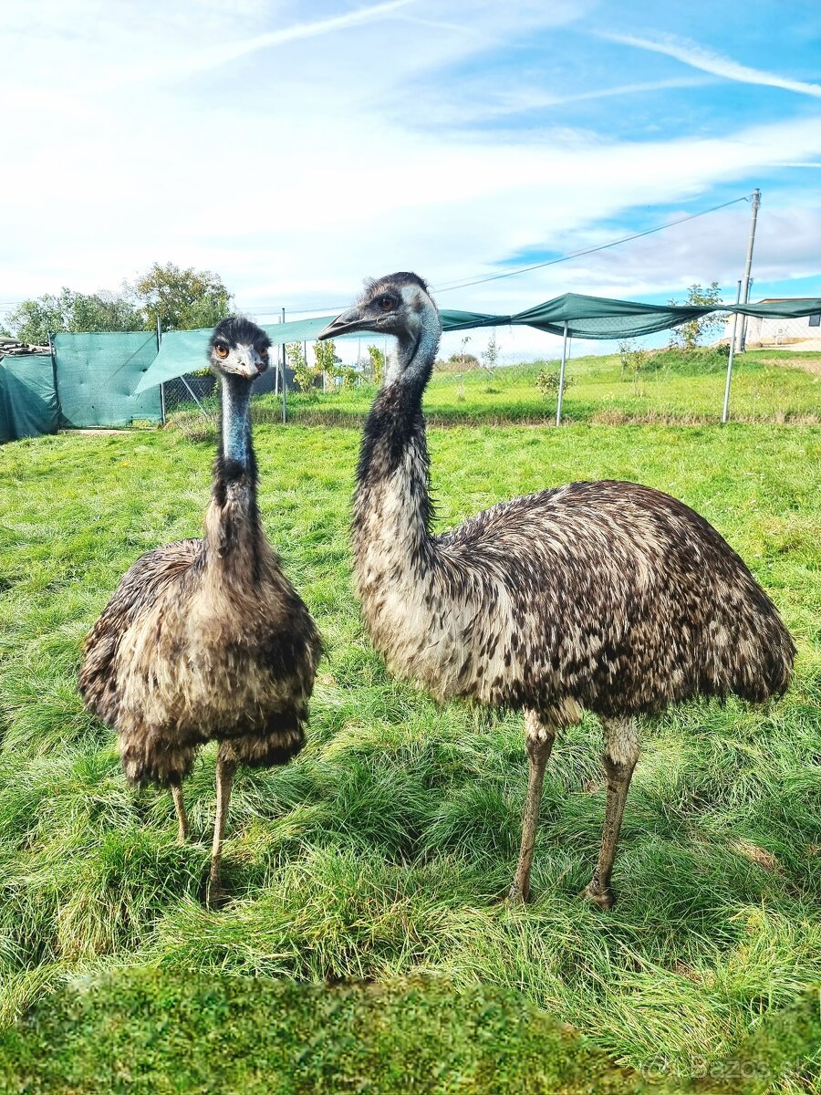 Predám vajcia pštrosa Emu - 2