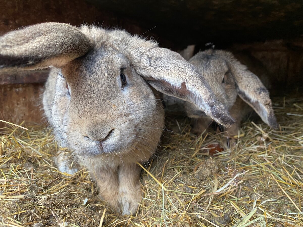 Zajace - 2