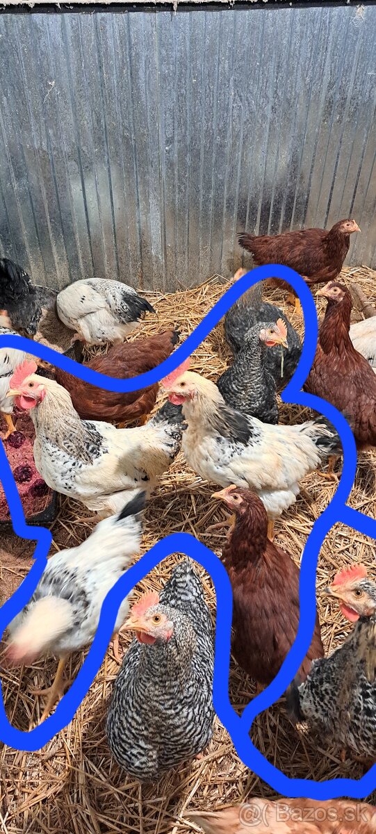 Kohúty 4 mesiace - 2