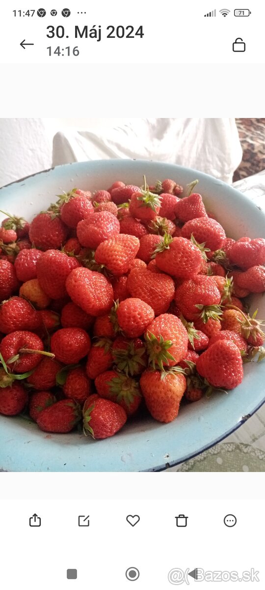 Jahody senga sengana - 2