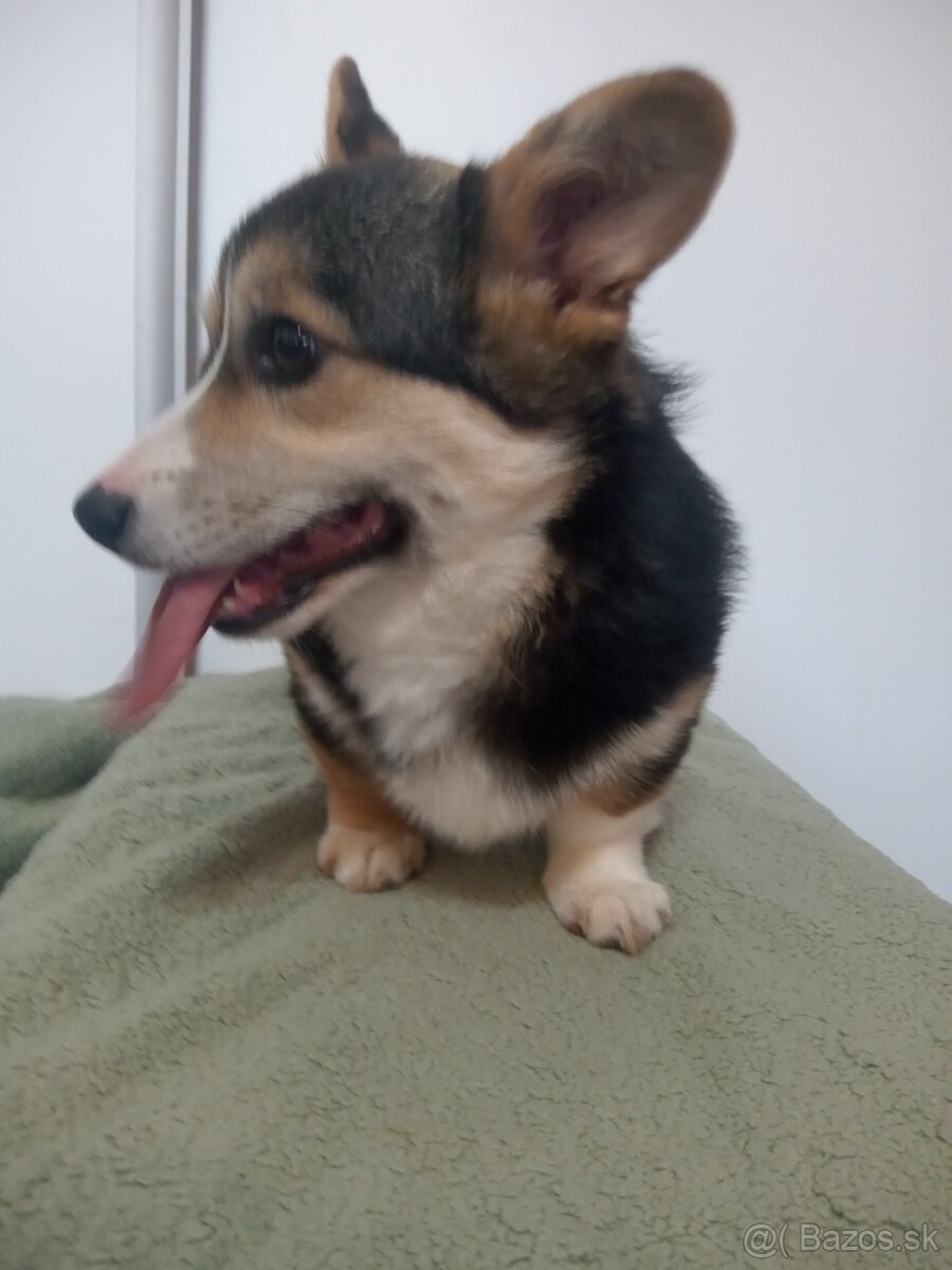 Welsh corgi pembroke bez PP - 2