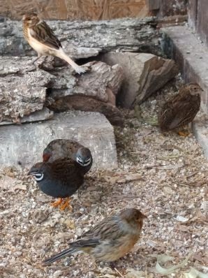 Prepelica čínska - 2