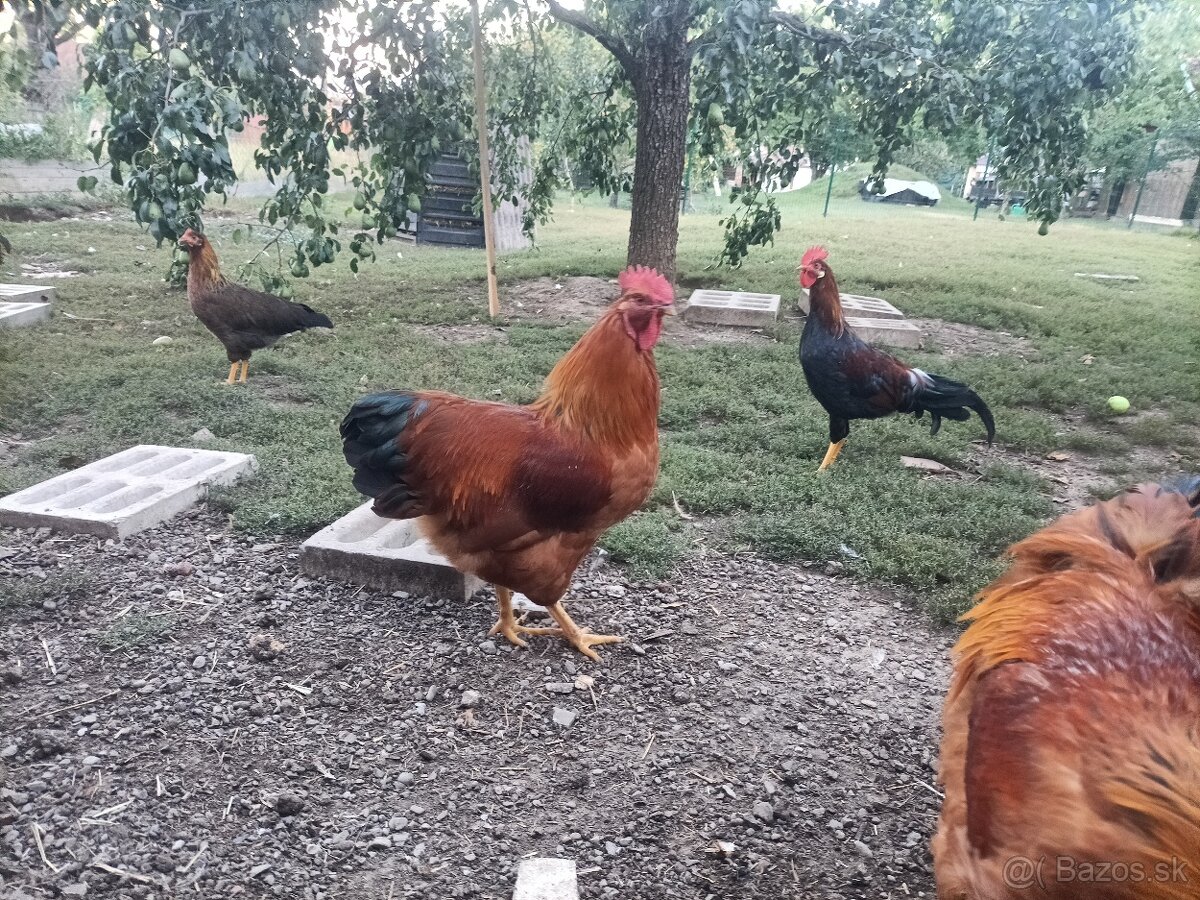 Predám Kohút Hempšir - 2
