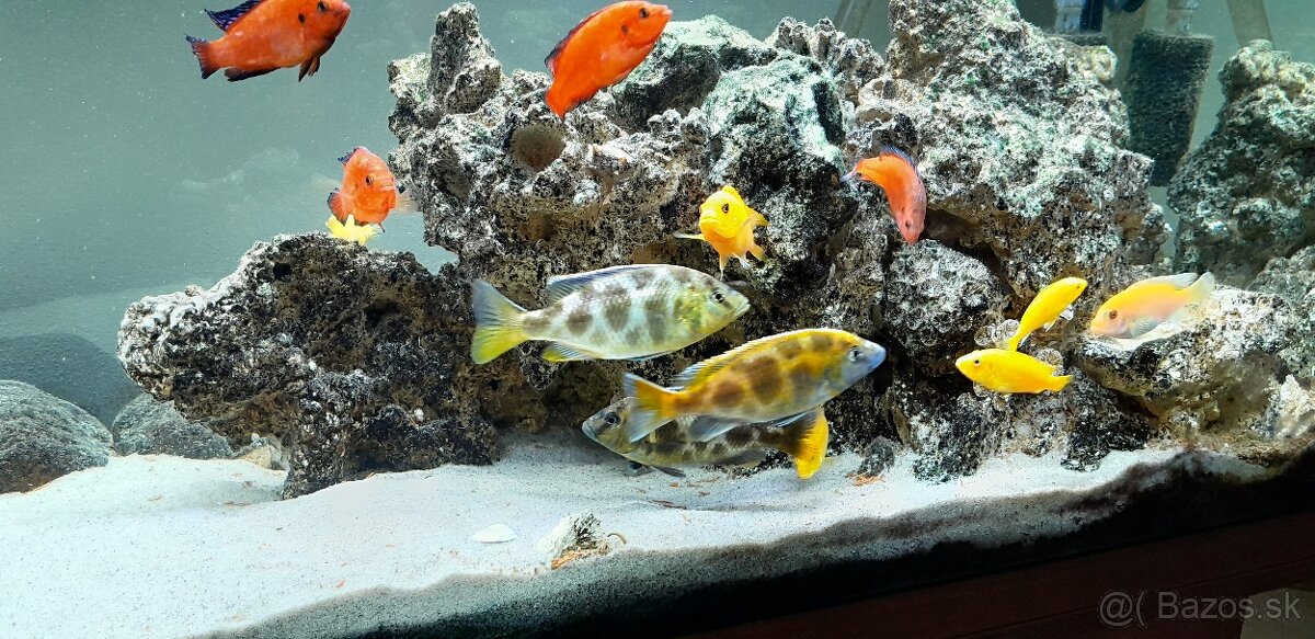 Predám cichlidy Nimbochromis venustus - 2
