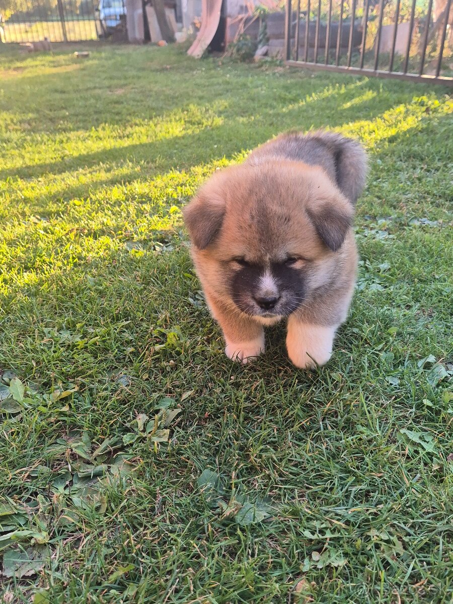 Akita inu - 2
