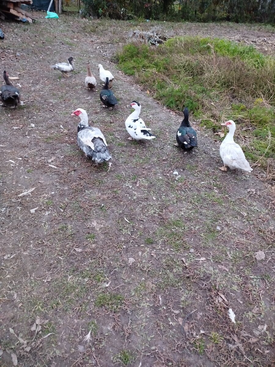 Čínske kačky, husi , mäso, králiky kalifornský+hyla - 2