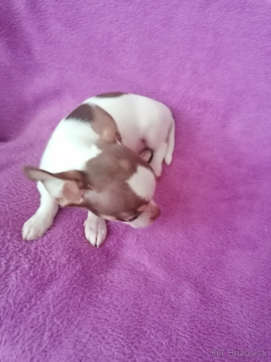 Čivava krátkosrstá - 2