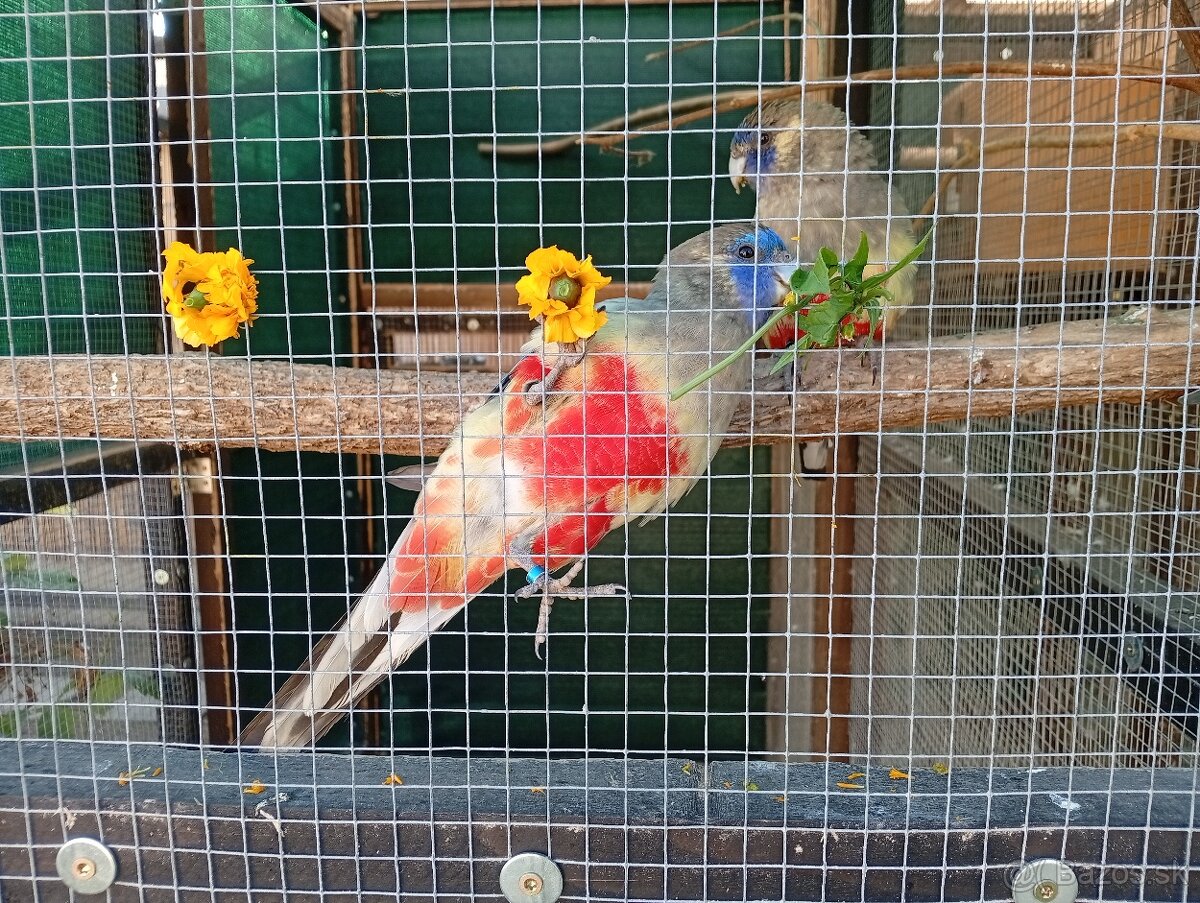 Papagáj červenobruchý - 2