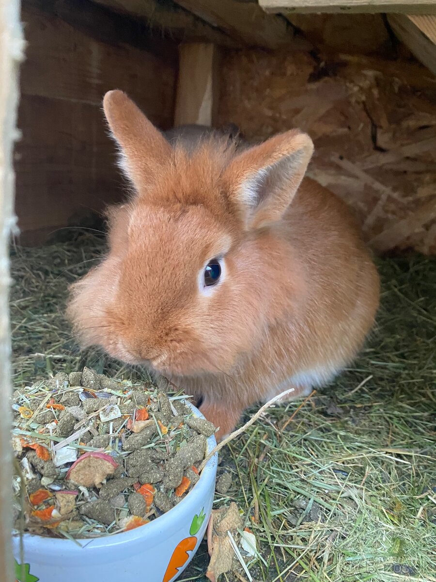 Predám do dobrých rúk - 2