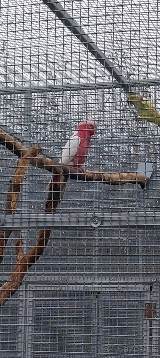 Kakadu Ružový Lutino. - 2