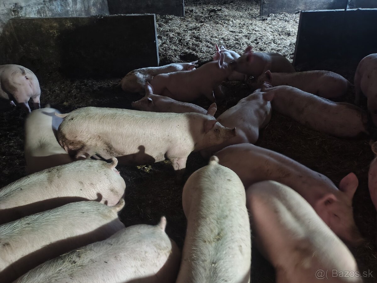 Predám ošípané - 2