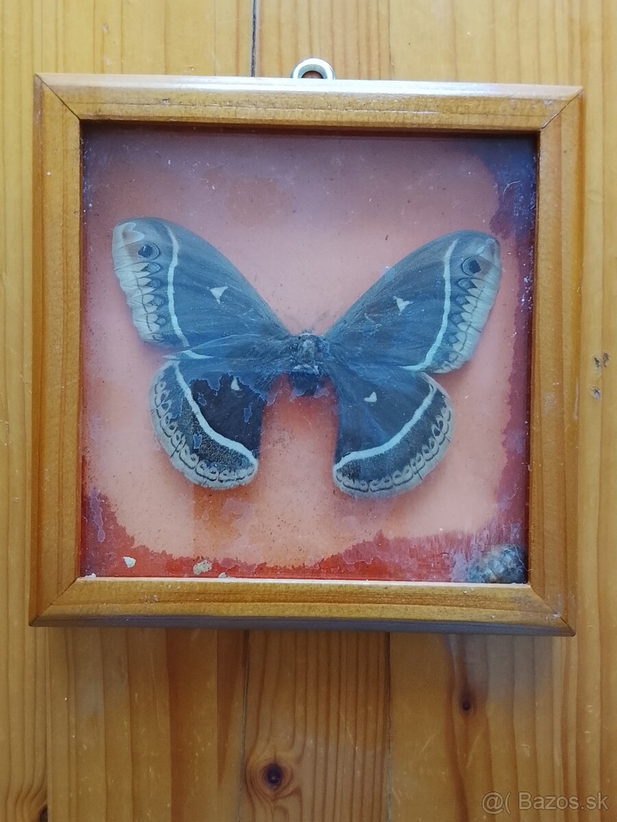 Motýle v rámoch - 2