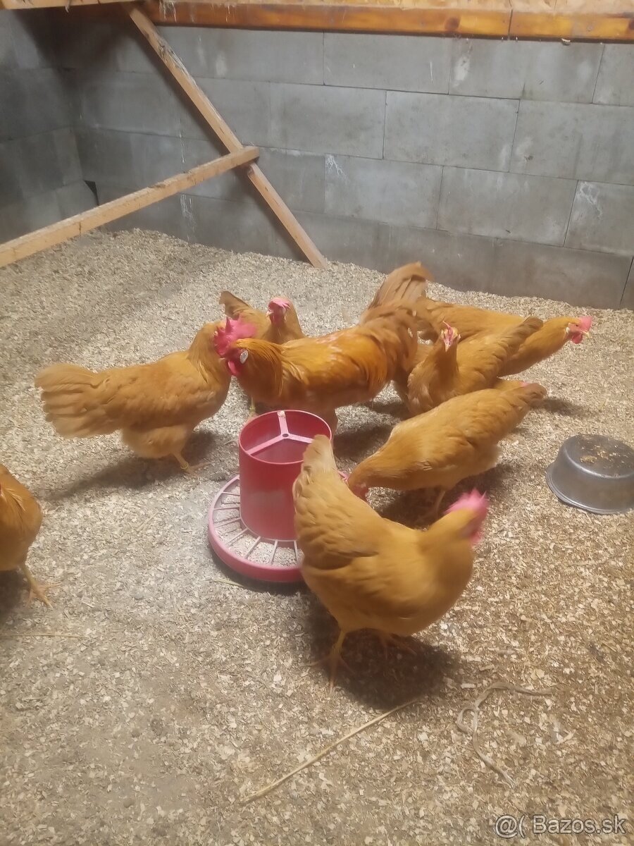 Vlaška žltá NV - 2