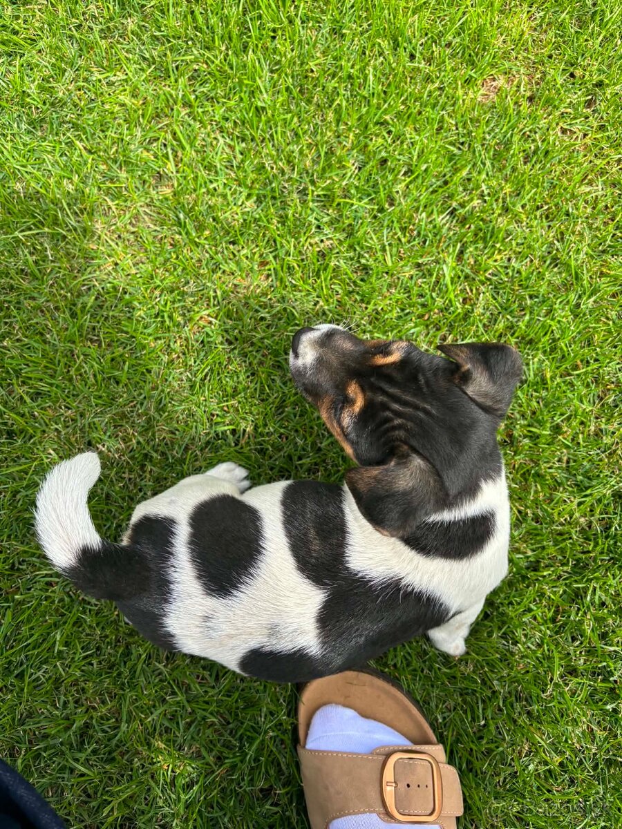 Jack russell teriér - 2