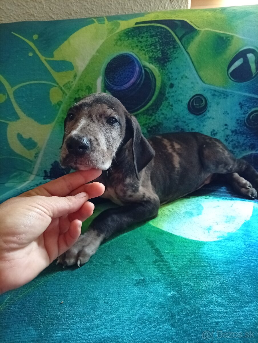 Nemecká doga - 2