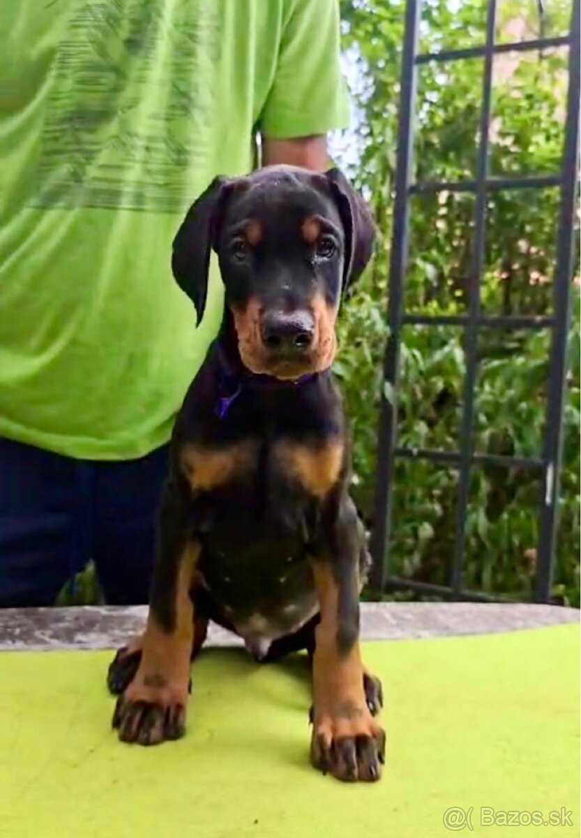 Doberman TOP šteniatka - 2