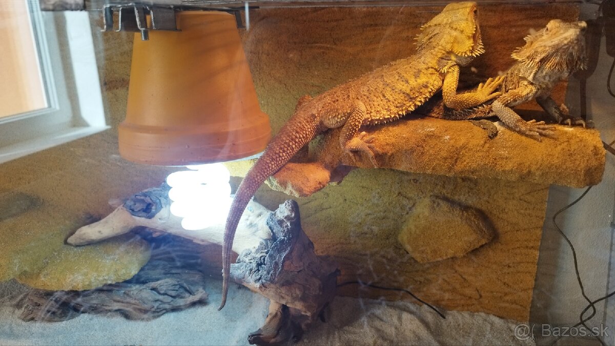 Terrarium/Aquarium - 2