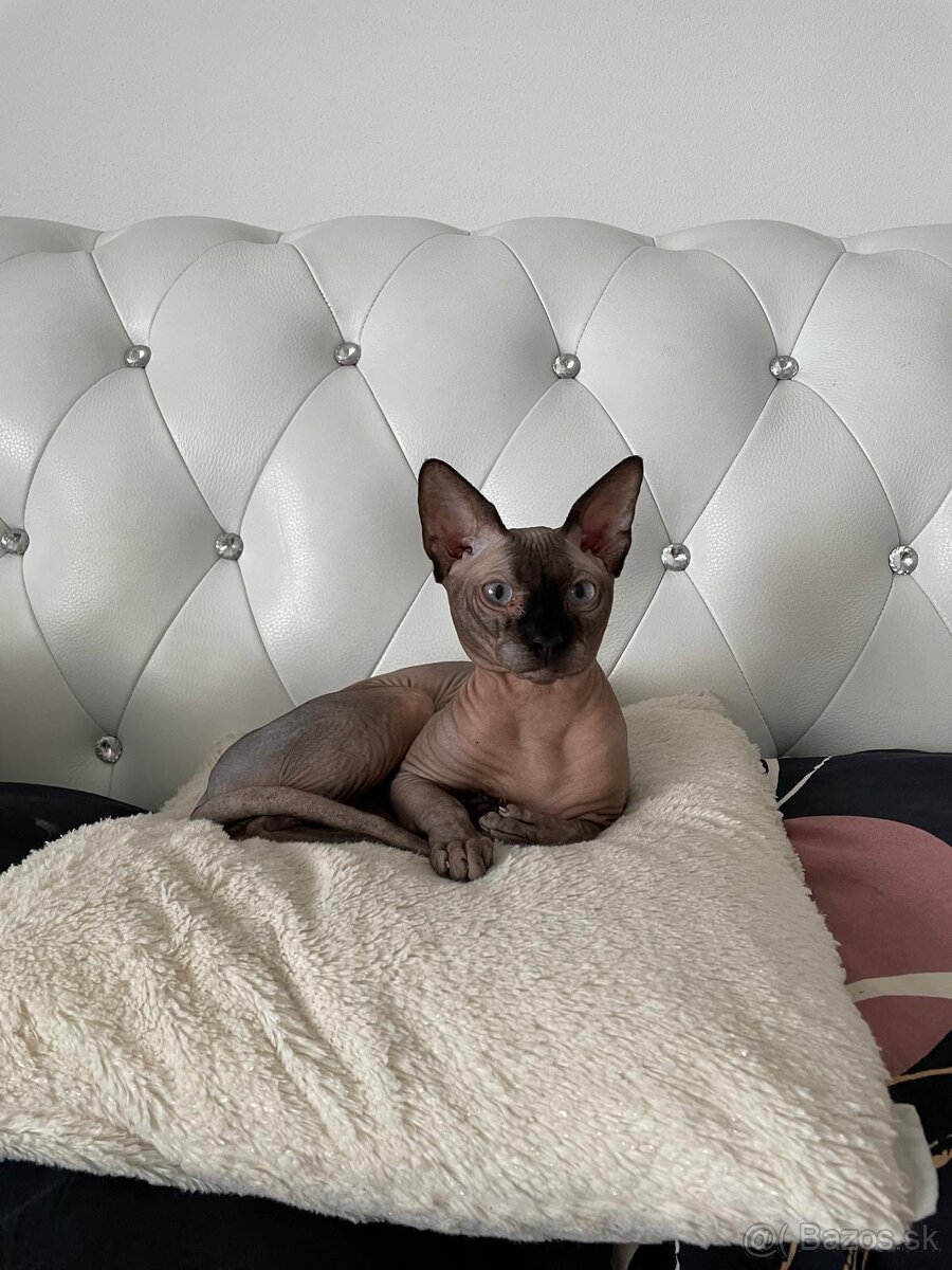 Kocúrik na krytie - 2