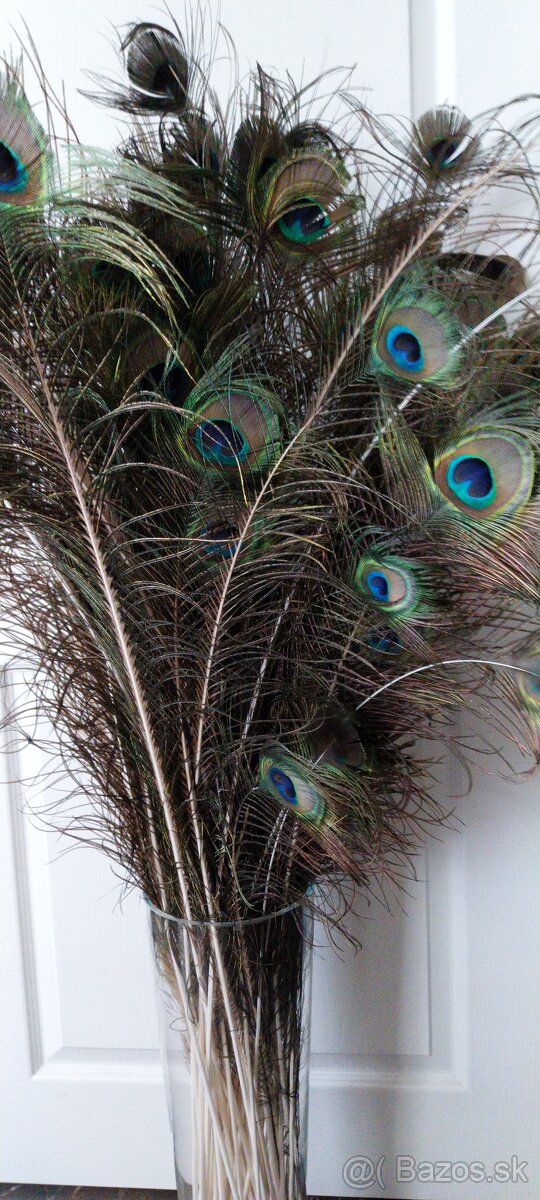 Pávie perie - 2