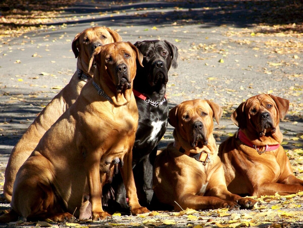 Tosa inu - nádherný pejsek vzácné černé barvy s PP - 2