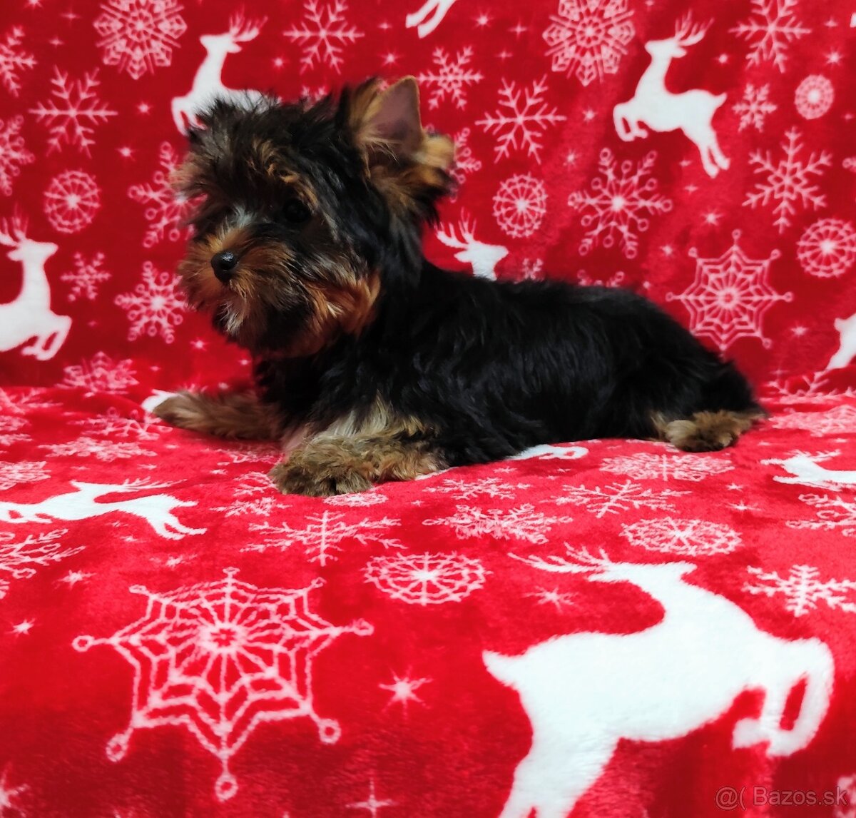 Yorkshire terrier - 2