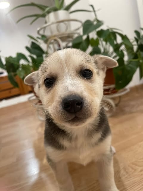 Predám šteniatka malamut × kríženec - 2