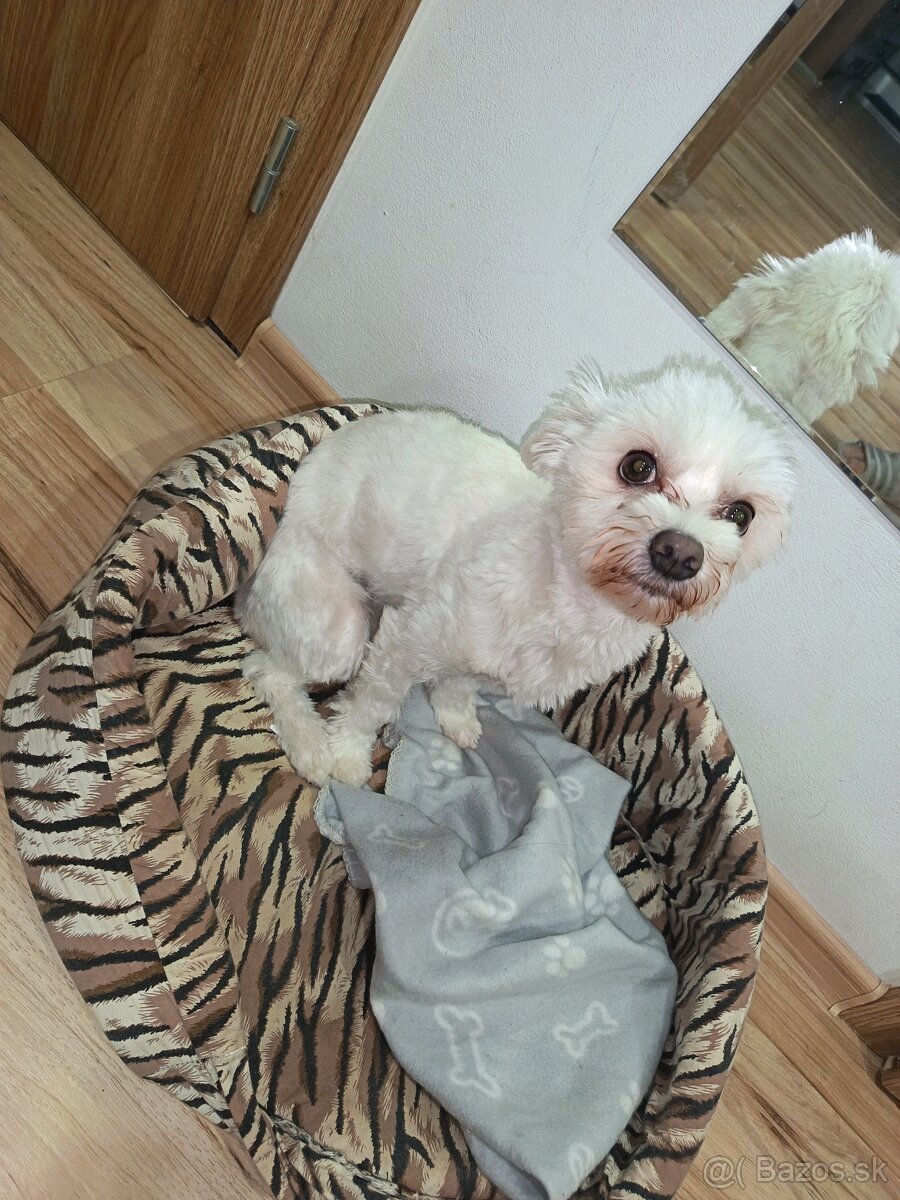 Maltézsky psík - 2