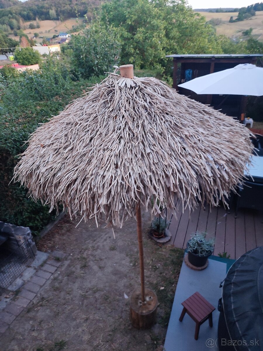 Bambusovy slnecnik - 2